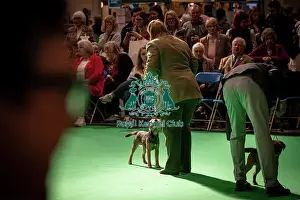 Terrier Group Prints: Border Terrier's being shown in Ring 12 today (Thursday 06/03/25)