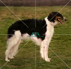 Borzoi