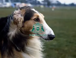 Head Prints: Borzoi