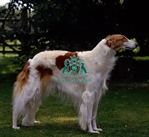 Hound Group Prints: Borzoi