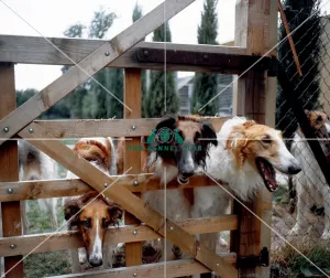 Borzoi