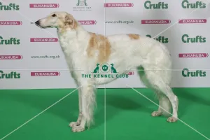 Crufts 2016