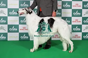 Borzoi BOB