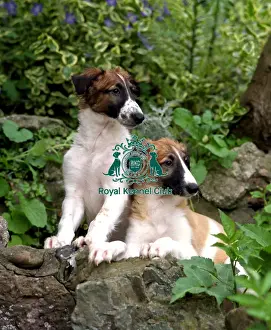 Trees Prints: Borzoi Puppies