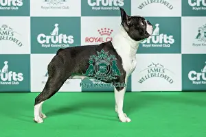 Saturday Prints: Boston Terrier Best of Breed Crufts 2026