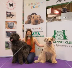Bouvier Des Flandres
