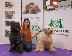 Bouvier Des Flandres