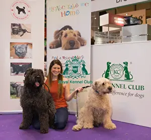 Bouvier Des Flandres