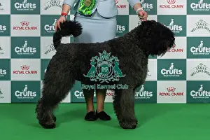 Thursday Prints: Bouvier Des Flandres Best of Breed Crufts 2026