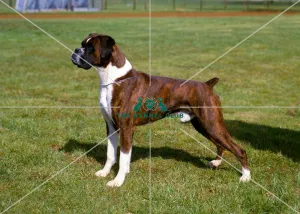 Boxer