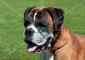 Boxer