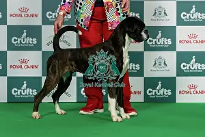 Thursday Prints: Boxer Best of Breed Crufts 2026