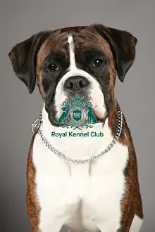 Crufts 2013 Prints: Boxer, Crufts 2013, working group, portrait, nick ridley, stock images, KCPL, KCPL_Stock