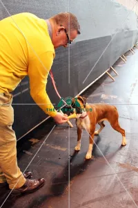 boxer