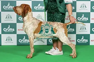 Sunday Prints: Bracco Italiano Best of Breed Crufts 2026