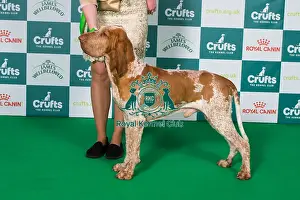 2025 Prints: Bracco Italiano BOB