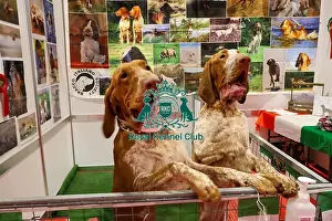 Thursday Prints: Bracco Italiano Discover Dogs