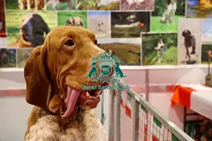 Thursday Prints: Bracco Italiano Discover Dogs