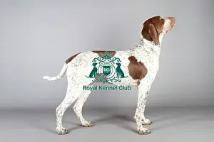 Kcpl Stock Prints: Bracco Italiano (Noncc)