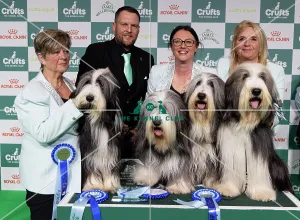 breeder rachel salter bearded collie winners who