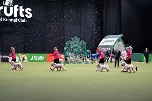 Breeders Competition Final