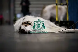 Crufts 2025 BeatMedia Prints: Brennan, a Borzoi, from South Wales
