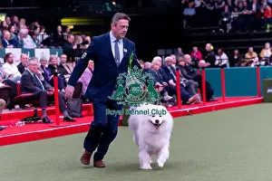 Samoyed Prints: Brian Jebson from Rotherham, South Yorkshire with Fig