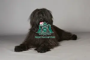 Briard Prints: Briard, Crufts 2013, KCPL_Stock