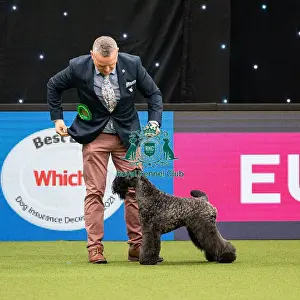 British Vulnerable Breed Competition Crufts 2022