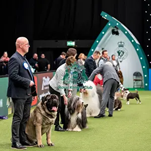 British Vulnerable Breed Competition Crufts 2022