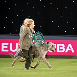 British Vulnerable Breed Competition Crufts 2022