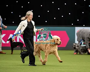 British Vulnerable Breed Competition Crufts 2022