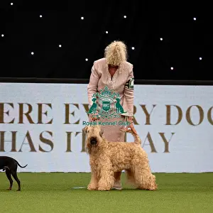 British Vulnerable Breed Competition Crufts 2022