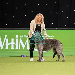 British Vulnerable Breed Competition Crufts 2022