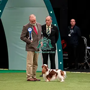 British Vulnerable Breed Competition Crufts 2022