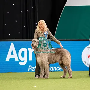 British Vulnerable Breed Competition Crufts 2022
