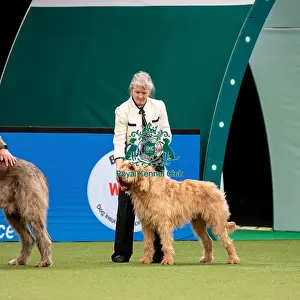 British Vulnerable Breed Competition Crufts 2022