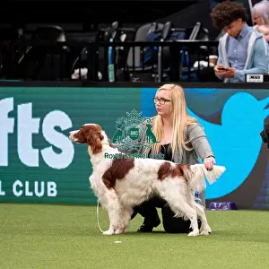 British Vulnerable Breed Competition Crufts 2022