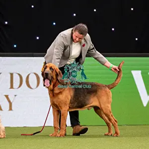British Vulnerable Breed Competition Crufts 2022