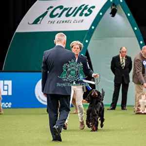 British Vulnerable Breed Competition Crufts 2022