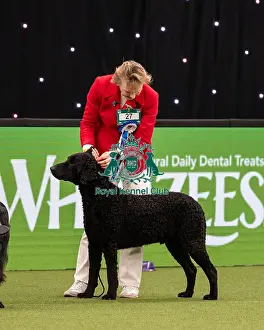 British Vulnerable Breed Competition Crufts 2022