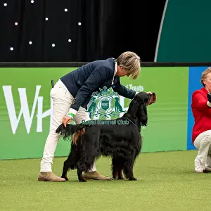 Main Arena Prints: British Vulnerable Breed Competition Crufts 2022 Gundog Group Judging Crufts 2022
