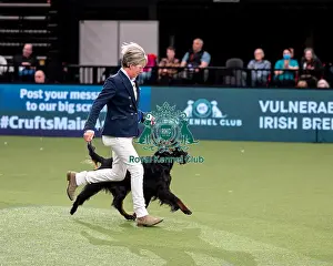 British Vulnerable Breed Competition Crufts 2022 Gundog Group Judging Crufts 2022