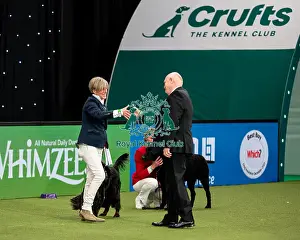 British Vulnerable Breed Competition Crufts 2022 Gundog Group Judging Crufts 2022