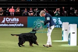 British Vulnerable Breed Competition Crufts 2022 Gundog Group Judging Crufts 2022