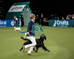 British Vulnerable Breed Competition Crufts 2022 Gundog Group Judging Crufts 2022