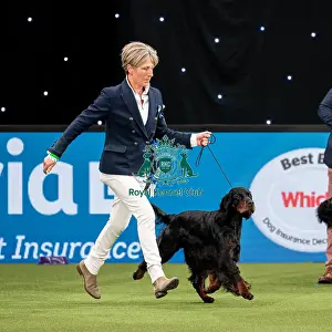British Vulnerable Breed Competition Crufts 2022 Gundog Group Judging Crufts 2022