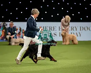 British Vulnerable Breed Competition Crufts 2022 Gundog Group Judging Crufts 2022