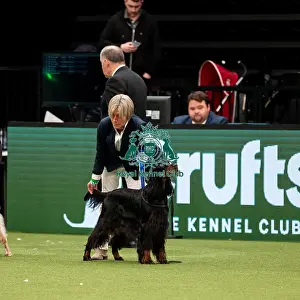 British Vulnerable Breed Competition Crufts 2022 Gundog Group Judging Crufts 2022