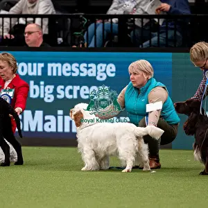 British Vulnerable Breed Competition Crufts 2022 Gundog Group Judging Crufts 2022